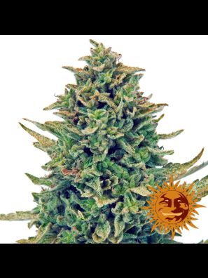 weed seeds CBD Blue Shark order online