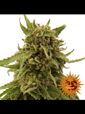 weed seeds CBD Critical Cure order online