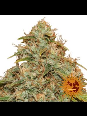 cannabis seeds CBD Lemon Potion Auto order online