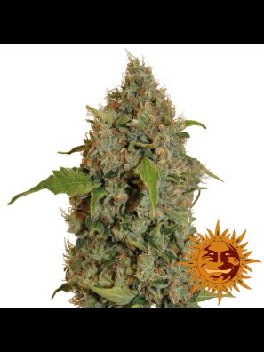 cannabis seeds Chronic Thunder order online