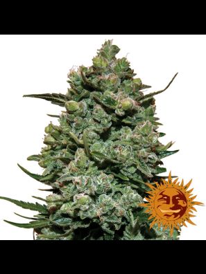 cannabis seeds Cookies Kush order online