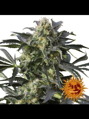 weed seeds Crimea Blue order online
