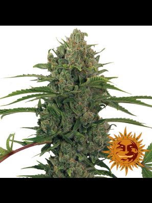 Barneys Farm Critical Kush Auto