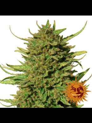 cannabis seeds Critical Kush order online