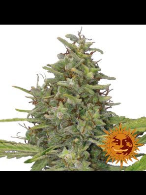 weed seeds G13 Haze order online