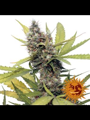 weed seeds Honey B order online