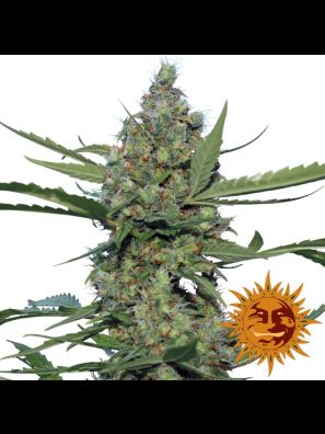 weed seeds Laughing Buddha order online