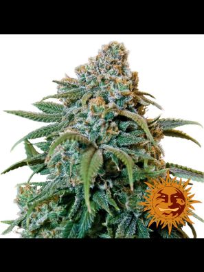 cannabis seeds Liberty Haze buy online