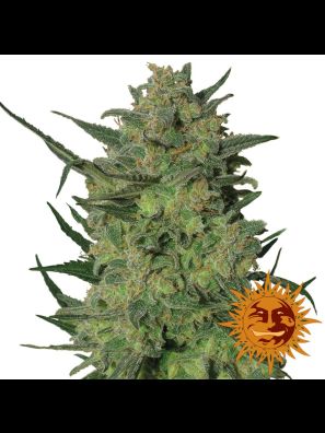 weed seeds LSD order online