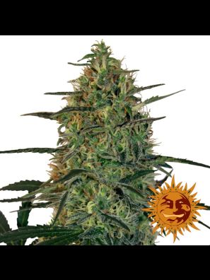 weed seeds Malana Bomb Auto buy online