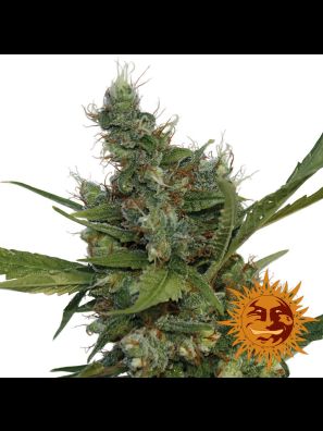 weed seeds Morning Glory order online