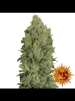 marijuana seeds NYC Diesel Auto buy online