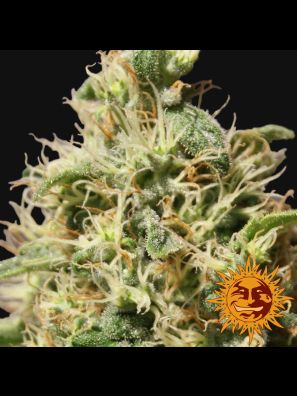 buy weed seeds barneys farm peppermint kush