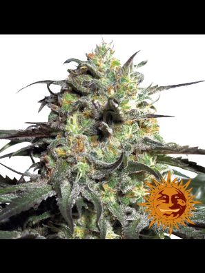 cannabis seeds Peyote Cookies order online