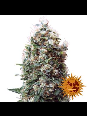 weed seeds Phatt Fruity order online