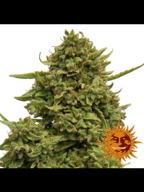 cannabis seeds Pineapple Chunk order online