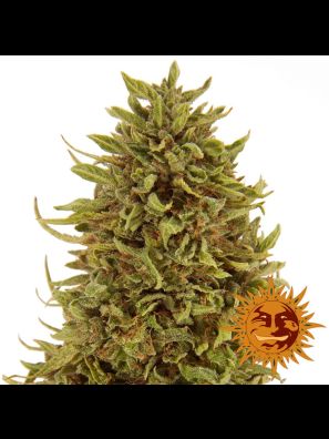 weed seeds Pineapple Express Auto buy online
