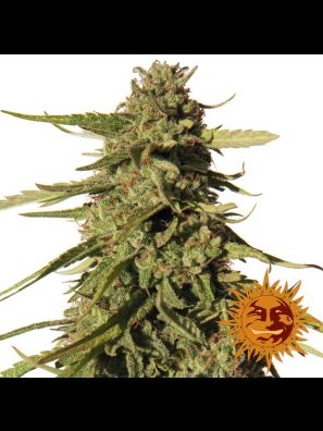 weed seeds Red Cherry Berry order online