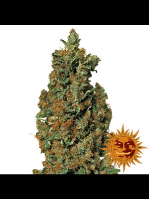 marijuana seeds Red Diesel order online