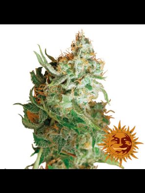 cannabis seeds Red Dragon order online