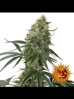 weed seeds Sin Tra Bajo Auto order online