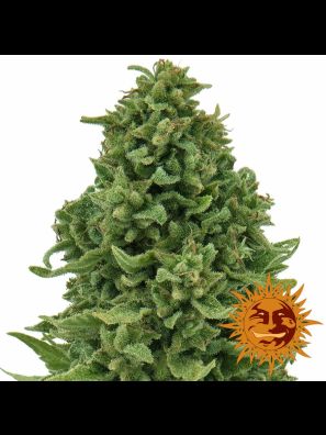 weed seeds Sweet Tooth Auto order online