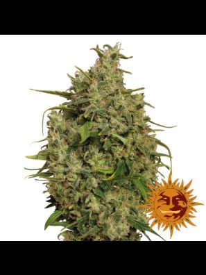 weed seeds Sweet Tooth order online