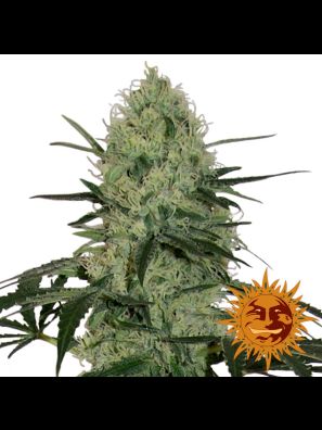 weed seeds  Tangerine Dream Auto order online