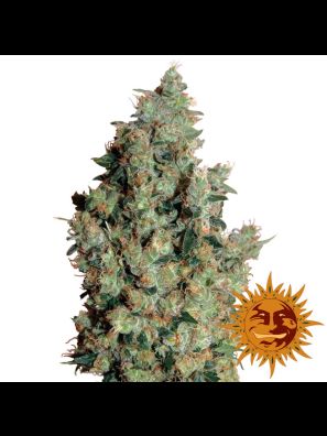 Barneys Farm Tangerine Dream