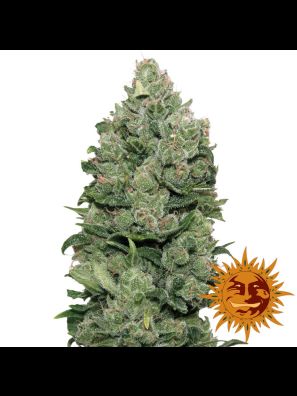 weed seeds Top Dawg order online