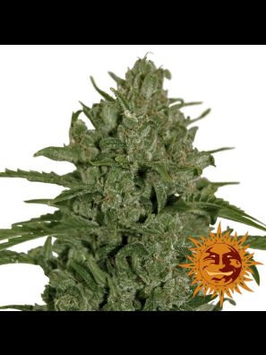 cannabis seeds Triple Cheese order online