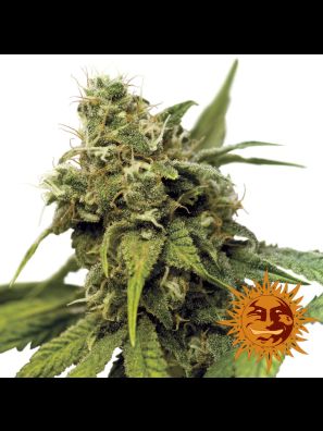 cannabis seeds Utopia Haze order online