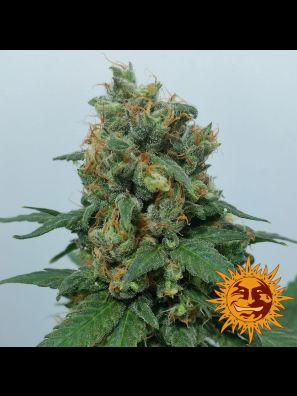 cannabis seeds Vanilla Kush buy online