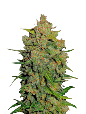 FastBuds - Lemon AK Auto