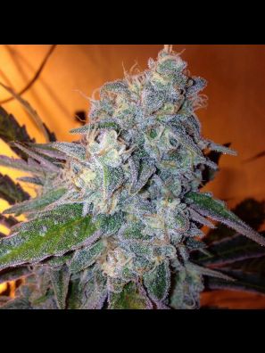 Southseeds - Liberty Haze F2