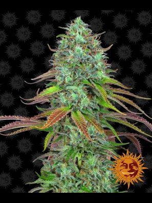 Barneys Farm - LSD Auto