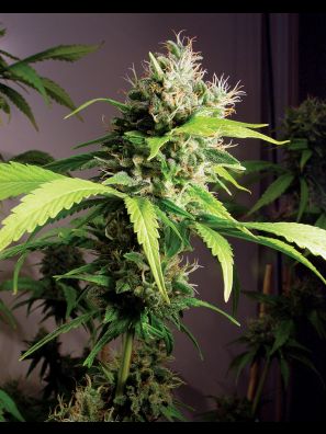 Southseeds - Mako Haze F2