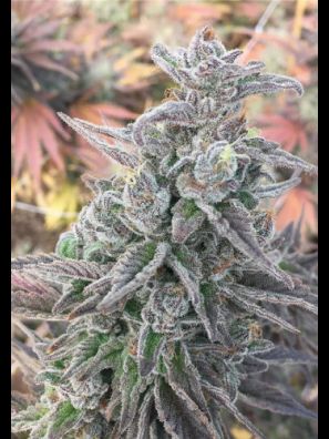 Southseeds - Mimosa Champagne
