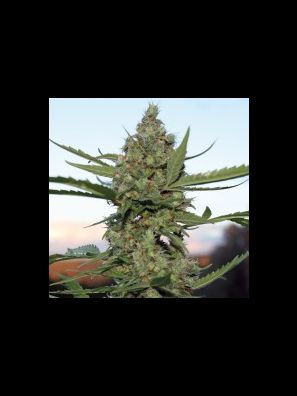 Southseeds - Mount Cook F2