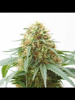 Southseeds - Northern Lights F2