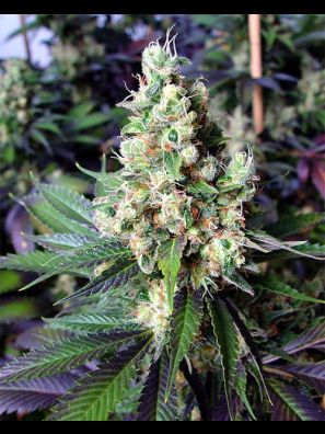Southseeds - NYC Diesel