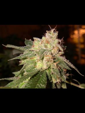 Southseeds - O.G Kush F2