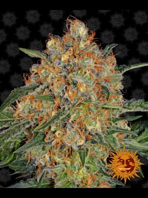 Barneys Farm - Orange Sherbert
