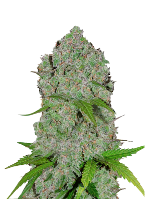FastBuds - Orange Sherbet Auto