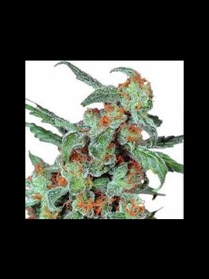Southseeds - Orange Bud