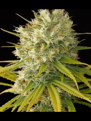 Southseeds - Amnesia A/F