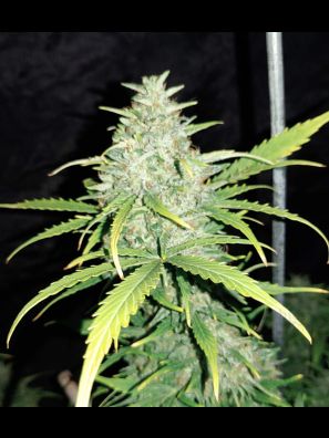 Fastbuds - Original Cheese Auto