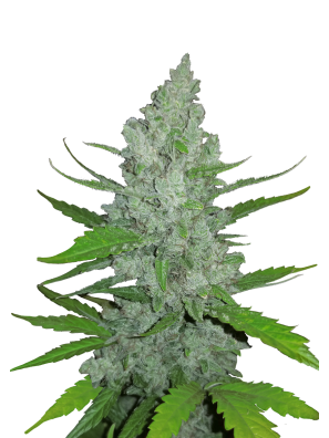 Fastbuds - Sour Diesel Auto