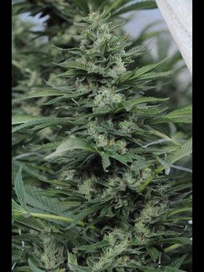 Humboldt - Sour Diesel #2 - Regular