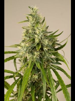 Humboldt - Bubba Kush - Regular